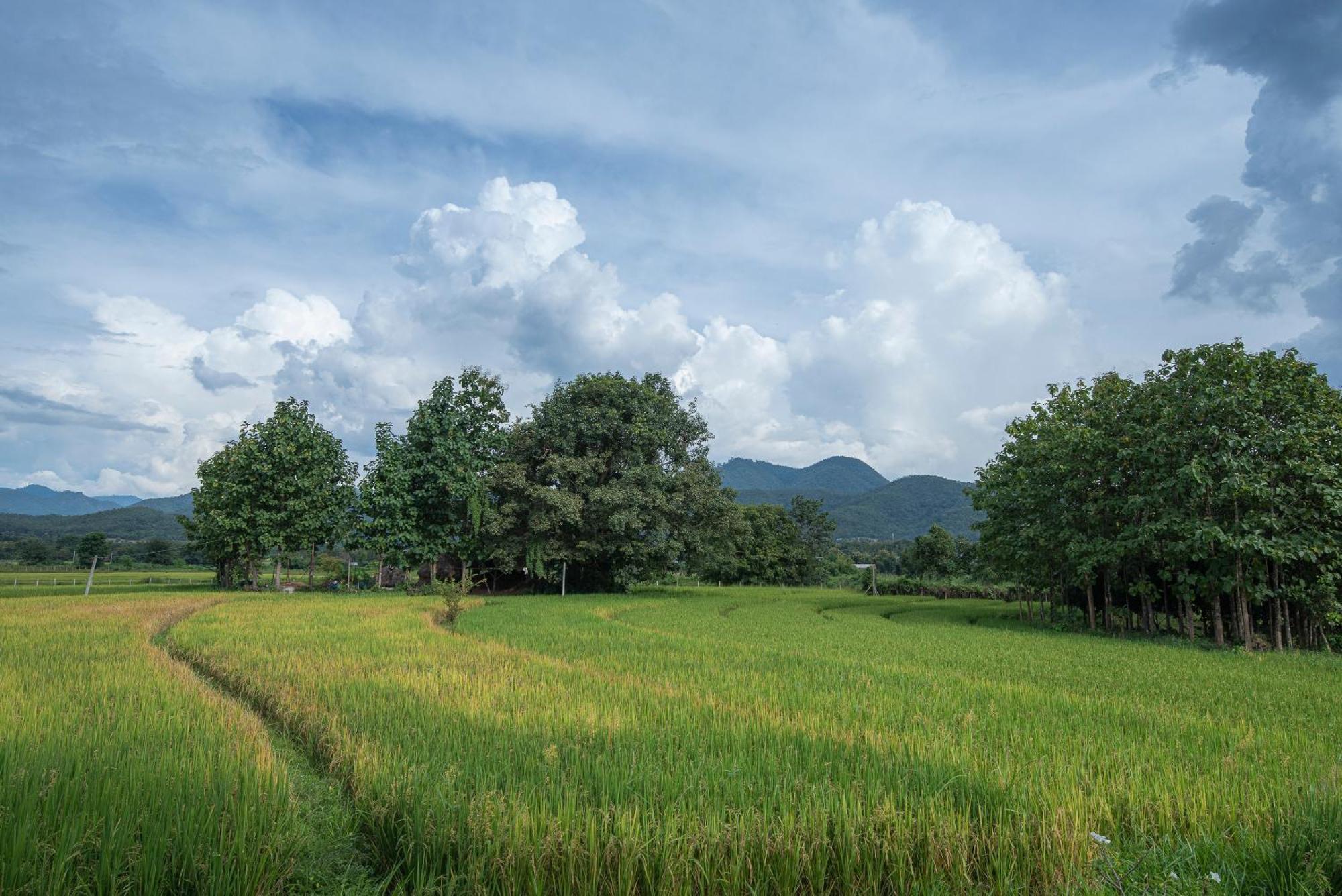 Paddy Fields Haven - Natures Nest Пай Экстерьер фото