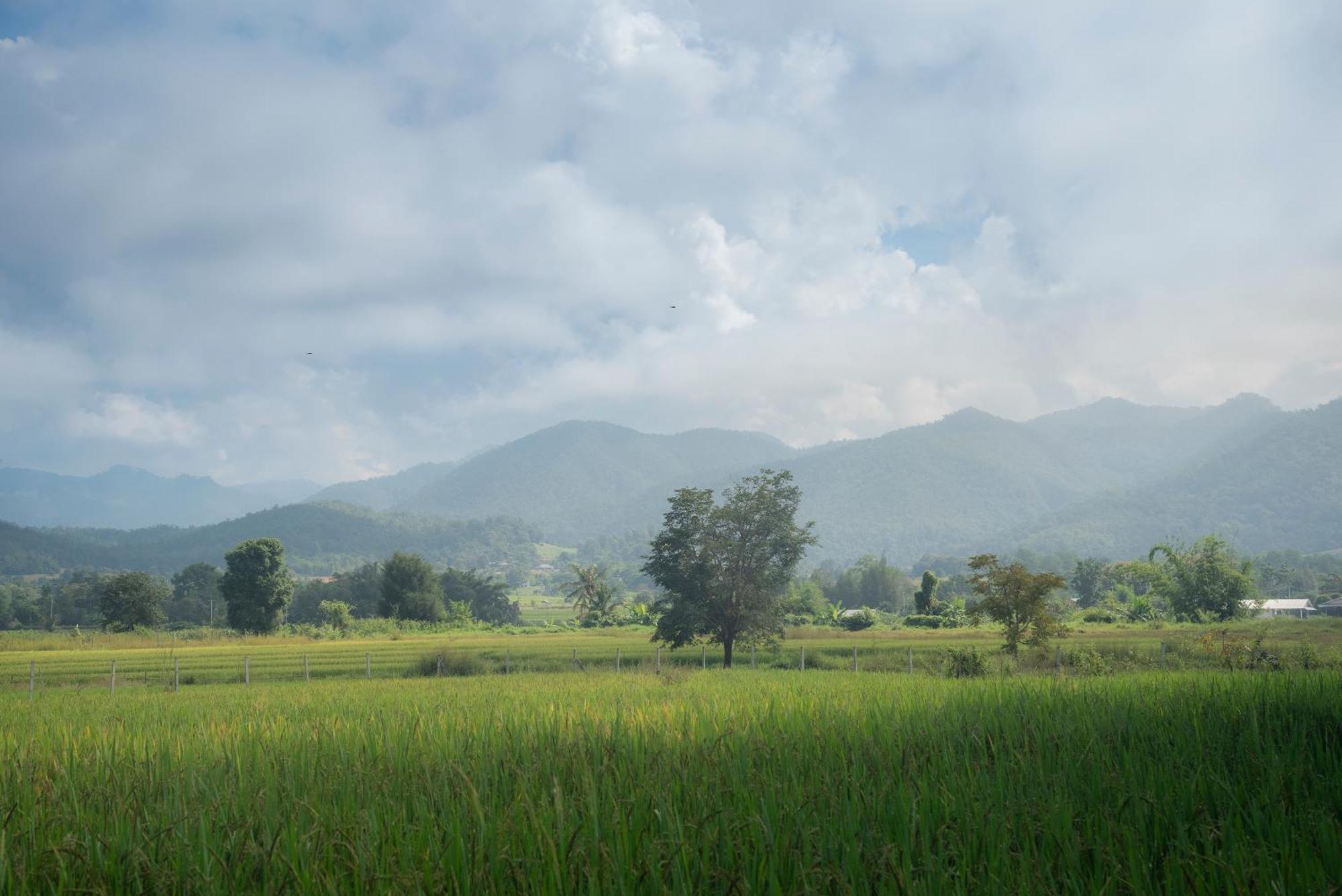 Paddy Fields Haven - Natures Nest Пай Экстерьер фото